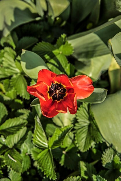 Foto direkt über der aufnahme von roten tulpen, die im park blühen