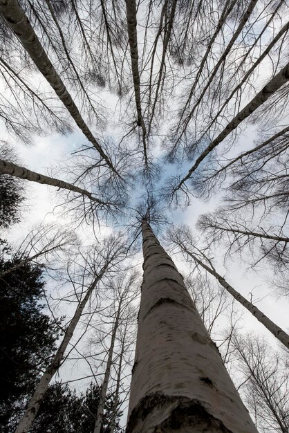 Foto direkt unterhalb des blickes auf nackte birkenbäume im wald