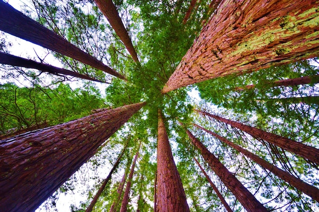 Direkt unterhalb eine Sicht auf Bäume im Wald