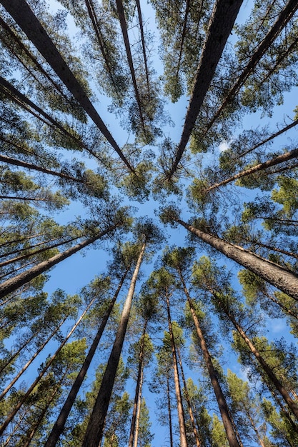 Direkt unterhalb Schuss von Bäumen gegen den Himmel