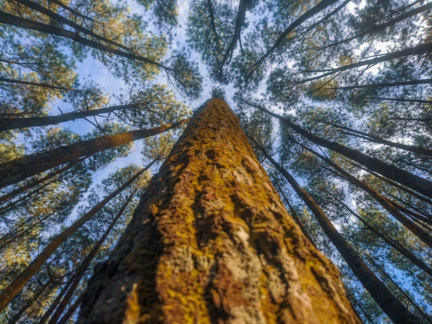 Direkt unterhalb Schuss von Bäumen im Wald