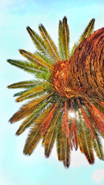 Foto diretamente abaixo da foto da palmeira contra o céu