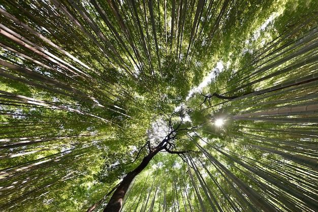 Diretamente abaixo da tomada de árvores na floresta