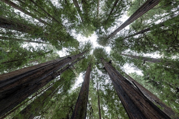 Diretamente abaixo da tomada de árvores na floresta