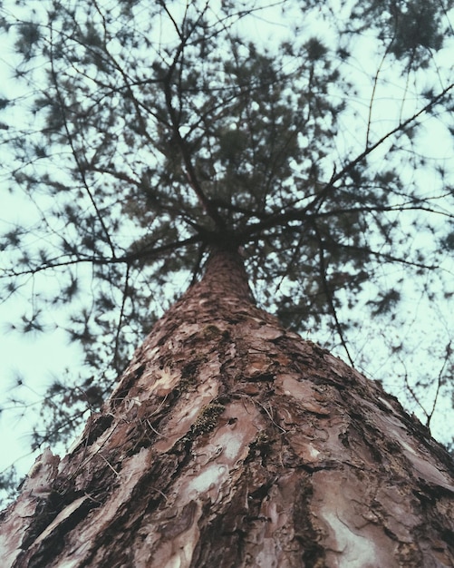 Foto diretamente abaixo de uma foto de árvore contra o céu