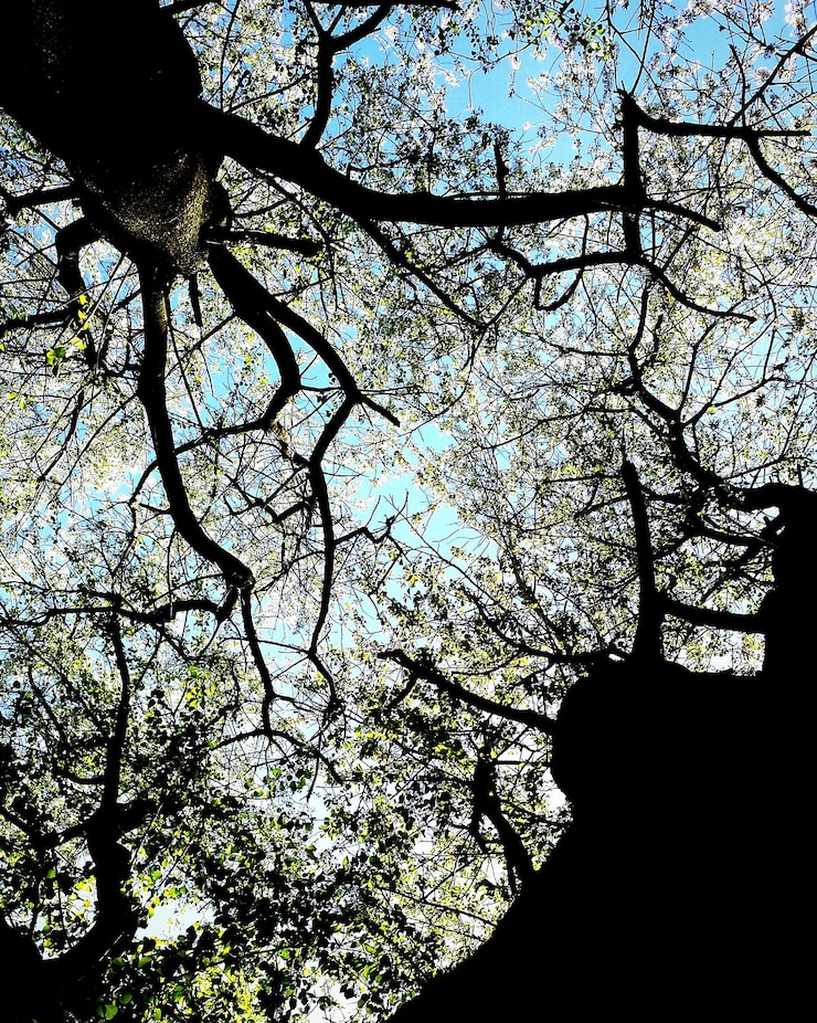 Foto diretamente abaixo, tiros de árvores contra o céu.