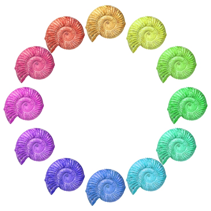 Foto diretamente acima da foto de conchas multicoloridas em fundo branco