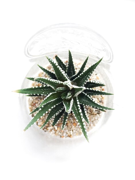 Diretamente acima da foto de planta suculenta em fundo branco