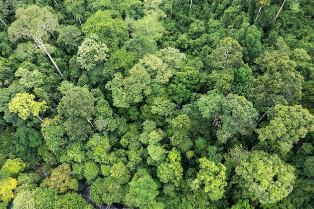 Diretamente acima do tiro da selva tropical em Tabin Lahad Datu Sabah Malásia