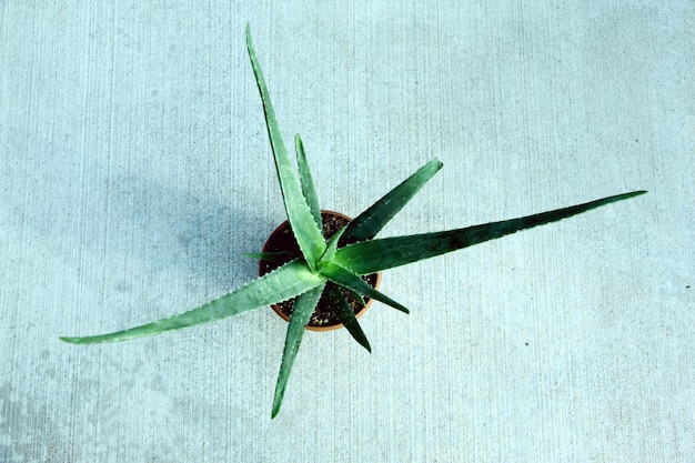 Diretamente acima do tiro de aloe vera em planta em vaso
