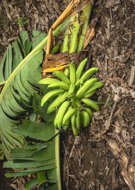 Foto diretamente acima do tiro de bananas no campo