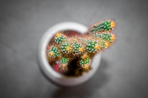 Foto diretamente acima do tiro de cactus no chão