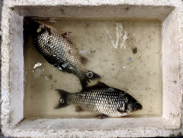 Foto diretamente acima do tiro de peixe morto em recipiente de termocol