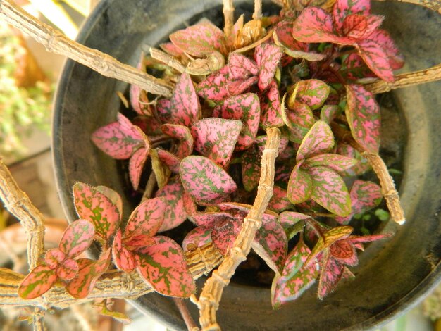 Foto diretamente acima do tiro de planta em vaso