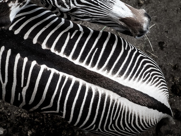 Foto diretamente acima do tiro de zebra no campo