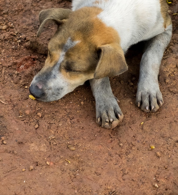 Dirty Dog im offenen Deponieprozess der kommunalen Abfallentsorgung sieht einsam aus