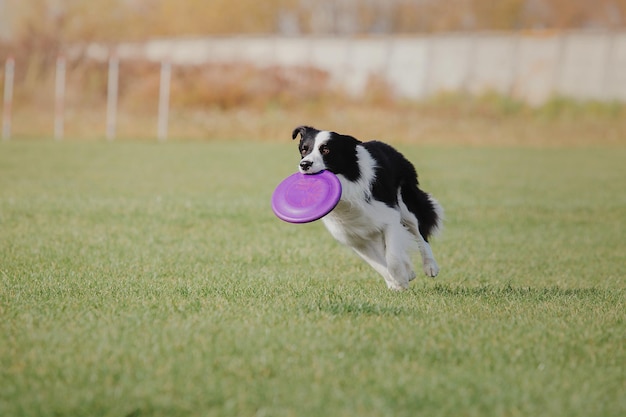 Disco volador para perros. Perro atrapando disco volador en salto, mascota jugando al aire libre en un parque. Evento deportivo, lograr