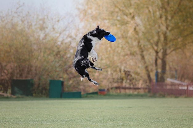 Disco volador para perros. Perro atrapando disco volador en salto, mascota jugando al aire libre en un parque. Evento deportivo, lograr