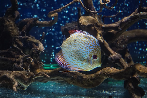 Foto discus cichlids coloridos no aquário peixes de água doce que vivem na bacia do amazonas peixes coloridos brilhantes no aquário uma variedade de peixes marinhos