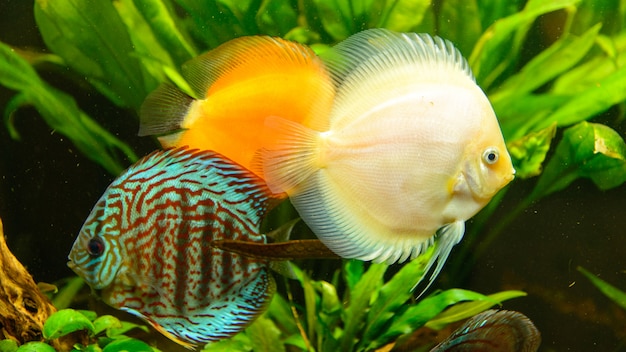 Discuta el grupo de peces (symphysodon aequifasciatus) frente a las plantas verdes.