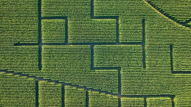 Diseño aéreo de laberinto de maíz en campos verdes y exuberantes
