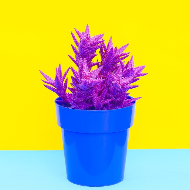Diseño de cactus colorido Concepto de amante de cactus mínimo