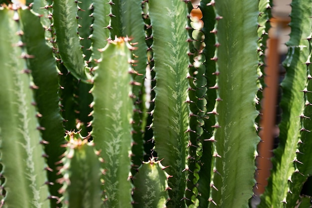 Diseño de cactus de fondo de cactus con púas de cactus o patrón de cactaceae