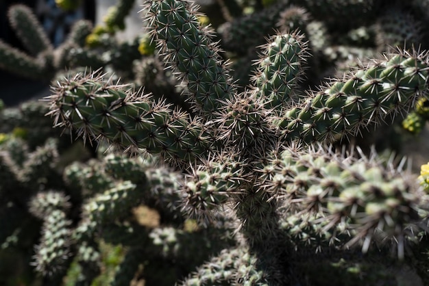 Diseño de cactus de fondo de cactus con púas de cactus o patrón de cactaceae