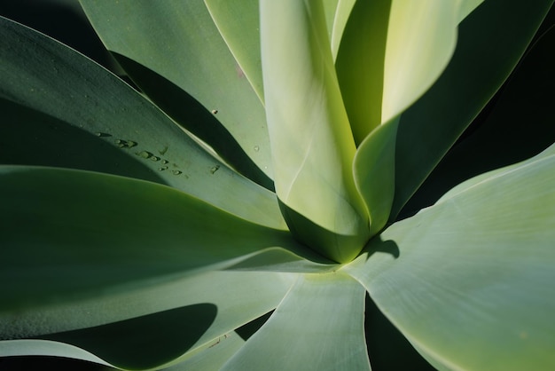 Diseño de cactus de fondo de cactus verde agave o patrón de cactáceas