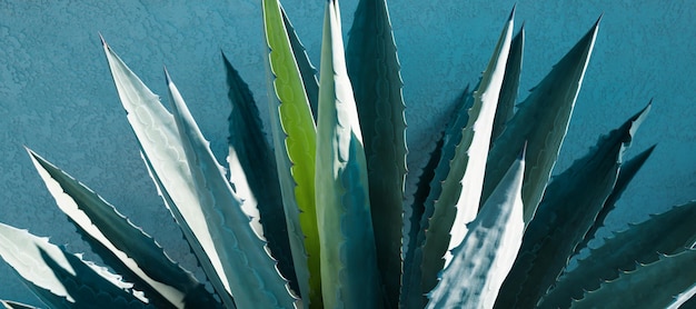 Foto diseño de cactus o patrón de cactáceas en el fondo del cactus