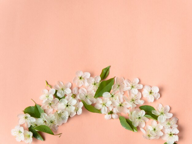 Diseño creativo con flor de cerezo sobre un fondo rosa. Lay Flat, copia espacio.
