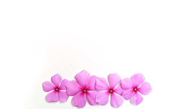 Diseño creativo hecho de flores de color púrpura sobre fondo blanco concepto minimalista con espacio de copia libre