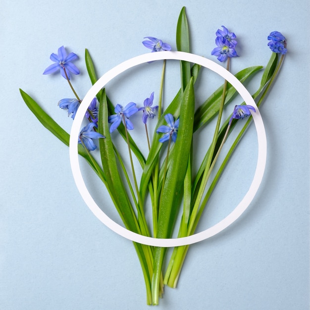 Diseño creativo hecho de flores de primavera violeta y contorno de papel circular sobre fondo azul pastel