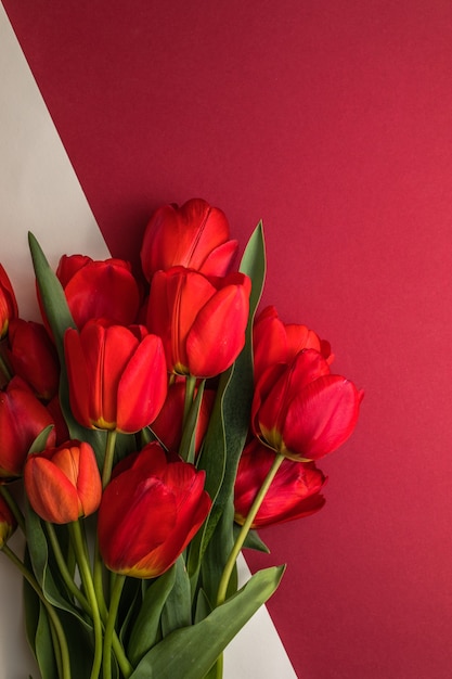 Diseño creativo hecho con flores de tulipán en superficie roja blanca brillante