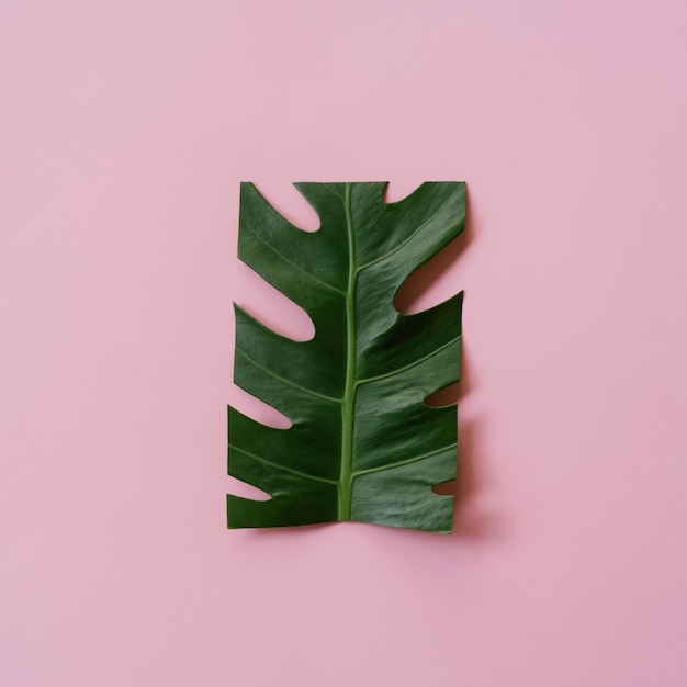 Diseño creativo hecho con hoja de monstera recortada sobre fondo rosa pastel Naturaleza tropical mínima