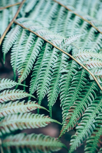 Diseño creativo hecho de hojas verdes, concepto de naturaleza