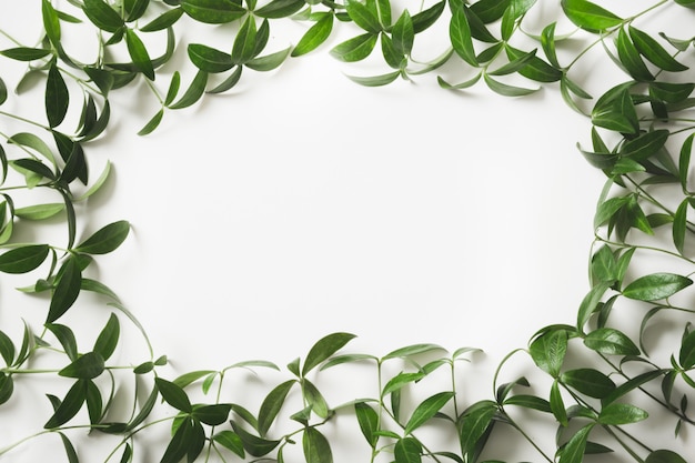 Diseño creativo hecho de hojas verdes con espacio en blanco vacío para nota sobre blanco