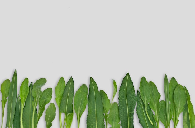 Diseño creativo hecho de hojas verdes sobre un fondo gris. Endecha plana. concepto de naturaleza