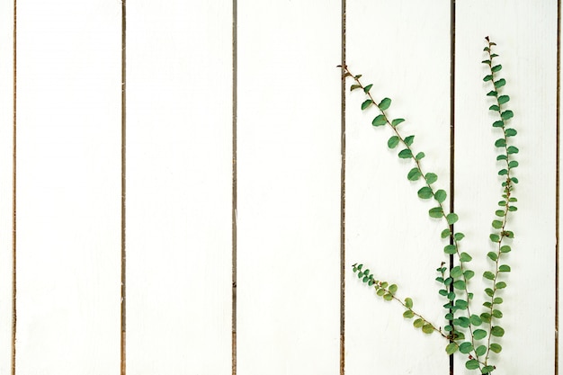 Diseño creativo de hiedra de hojas verdes. Endecha plana sobre fondo blanco de madera.