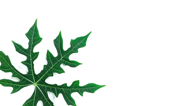 Diseño creativo de hojas tropicales sobre fondo blanco Concepto minimalista con espacio de copia libre