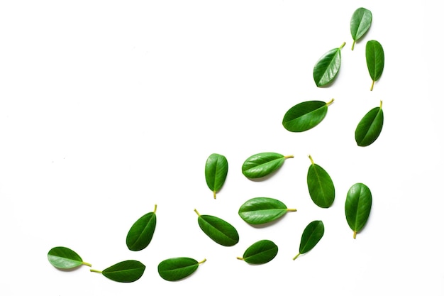 Foto diseño creativo de hojas verdes aislar sobre fondo blanco.