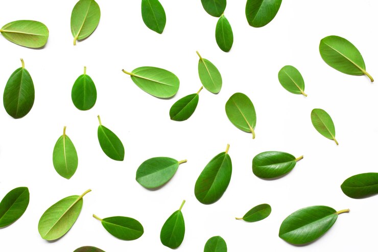 Foto diseño creativo de hojas verdes aislar sobre fondo blanco.