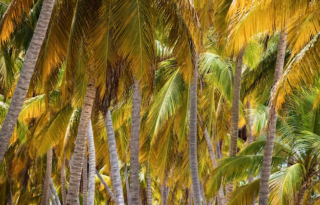 Diseño creativo de hojas verdes tropicales. Concepto de primavera de la naturaleza. Endecha plana.