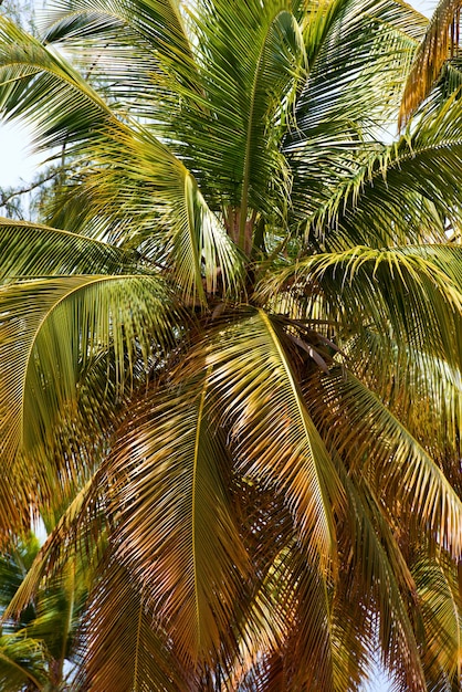 Diseño creativo de hojas verdes tropicales. Concepto de primavera de la naturaleza. Endecha plana.