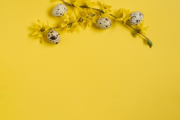 Diseño creativo de Pascua de huevos de codorniz y ramas de forsythia sobre un fondo amarillo. copia espacio