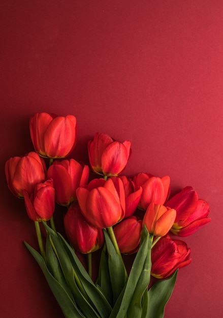 Diseño creativo realizado con flores de tulipán en superficie de color rojo brillante
