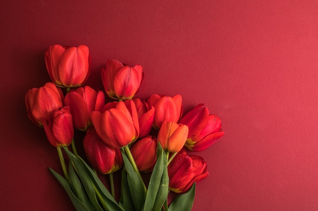 Diseño creativo realizado con flores de tulipán en superficie de color rojo brillante
