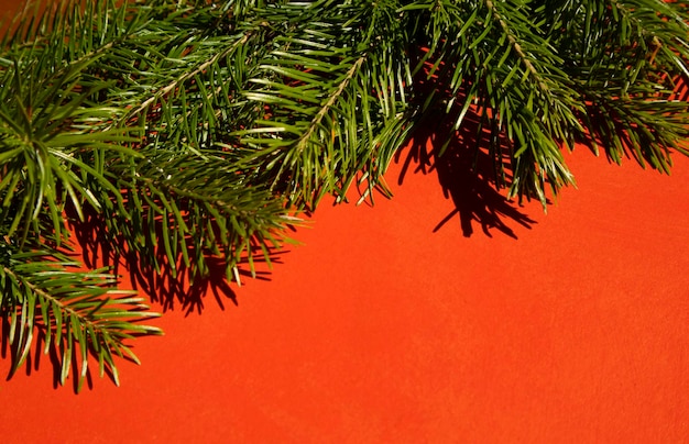 Diseño de decoración navideña o flatlay con ramas de abeto sobre fondo rojo Concepto de vacaciones de año nuevo de invierno Plantilla de tarjeta de felicitación