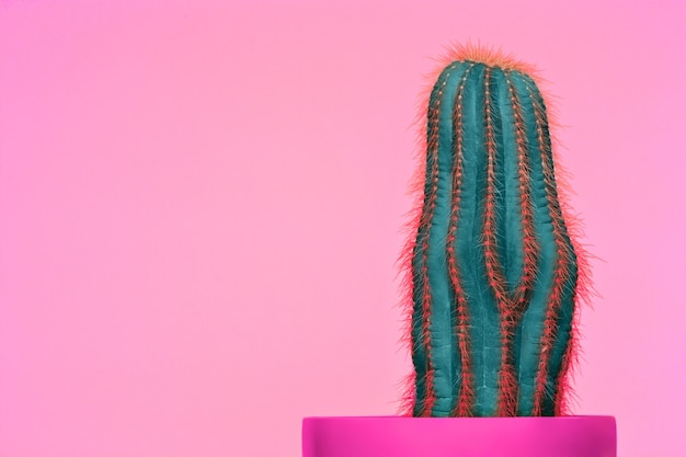 Diseño de escenografía de cactus