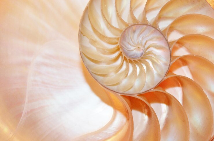 Foto un diseño en espiral se muestra con colores naranja y blanco
